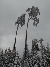 Winterlandschaft 5.jpg